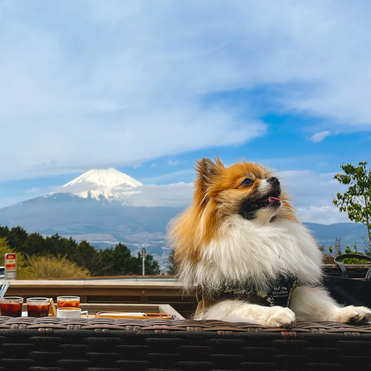テラスで富士山を眺めるペットの様子